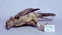 鳳頭蒼鷹藏品圖，第3張